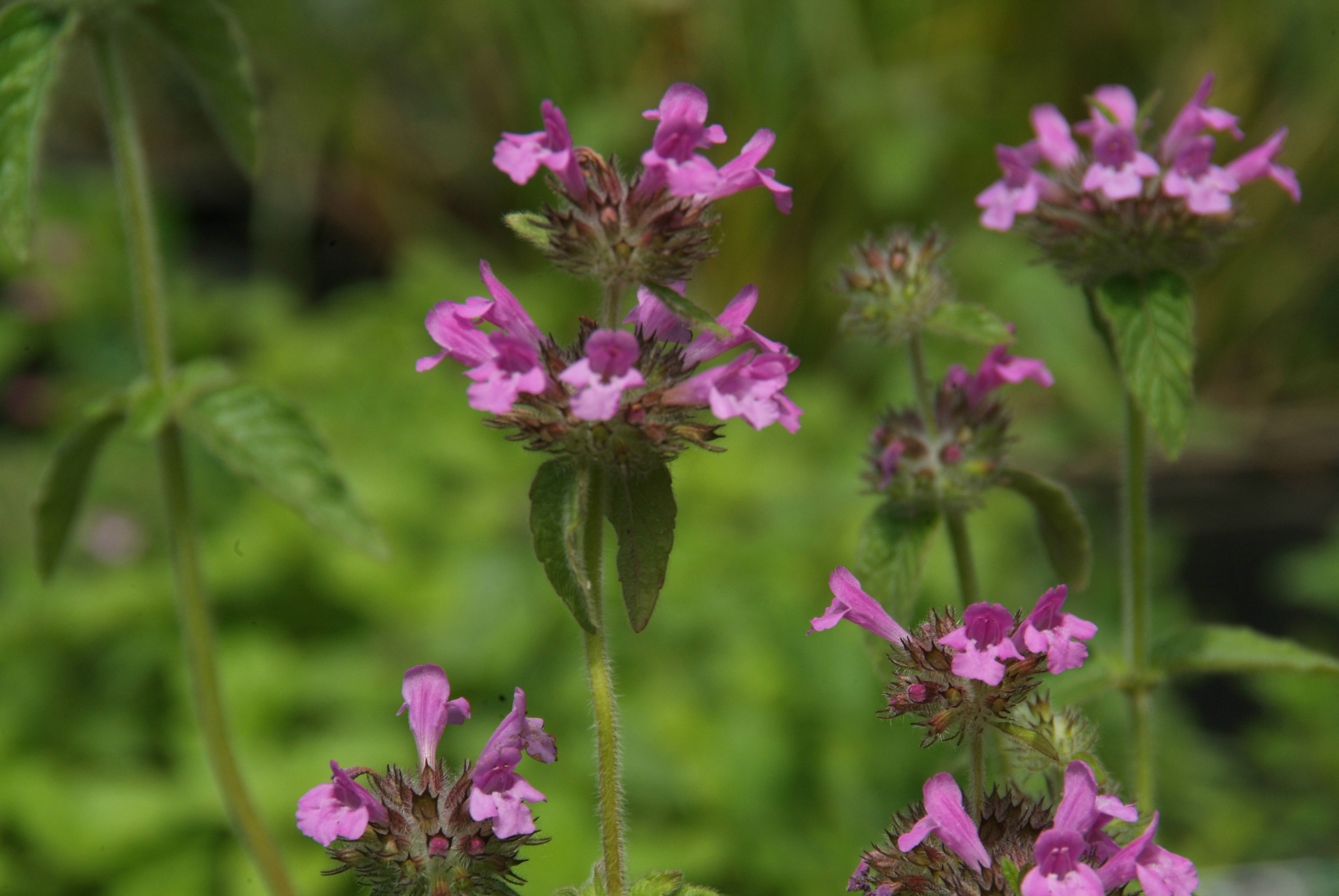 Clinopodium vulgareBorstelkrans bestellen